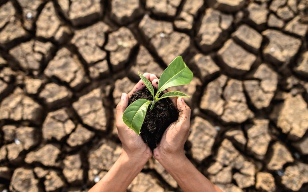 Acciones para frenar el cambio climático. ¿Cómo puedo contribuir?