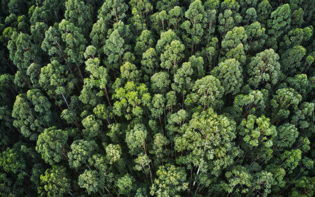 Inversión con raíces: cómo impulsar un futuro más verde y responsable