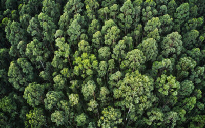 Inversión con raíces: cómo impulsar un futuro más verde y responsable